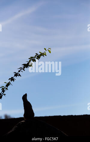 Meerkat à vers le ciel à regarder dehors pour les prédateurs. Banque D'Images