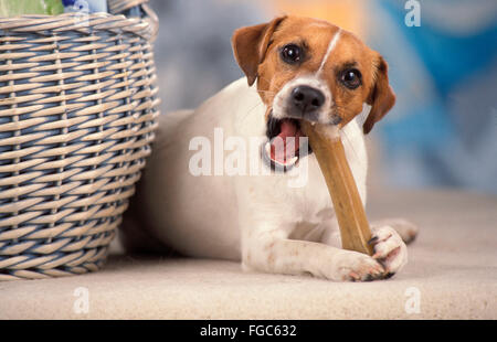 Parson Russell Terrier. Chien adulte de mâcher un chewing-os. Allemagne Banque D'Images