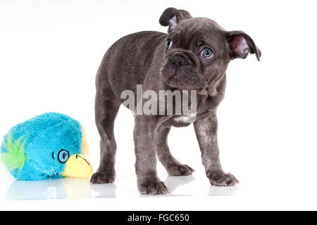 Bouledogue français. Chiot noir (9 semaines) debout à côté d'une peluche. Studio photo sur un fond blanc. Allemagne Banque D'Images