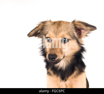 Mixed breed dog portrait Banque D'Images