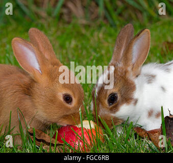 Lapin nain. Deux jeunes sur l'herbe, manger une pomme. Allemagne Banque D'Images