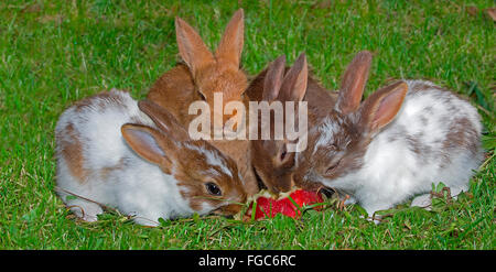 Lapin nain. Quatre jeunes sur l'herbe, manger une pomme. Allemagne Banque D'Images