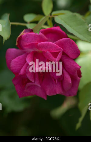 Rose, Rosa ,Etoile de Hollande, l'Escalade Hybrid Tea Banque D'Images