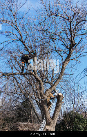 Un arbre cutting crew cuts un grand frêne de derrière une résidence à Oklahoma City, Oklahoma, USA. Banque D'Images