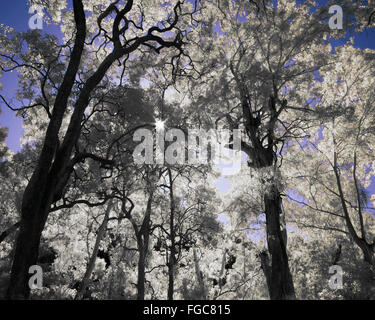 Image infrarouge - Vallée de la forêt dans le parc national de Wadbilliga, NSW Australie Banque D'Images