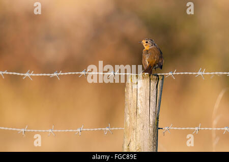 Robin (Erithacus rubecula aux abords) en sa première mue juvénile dans son plumage d'adulte, perché sur un poteau de clôture sur l'île de Sheppe Banque D'Images