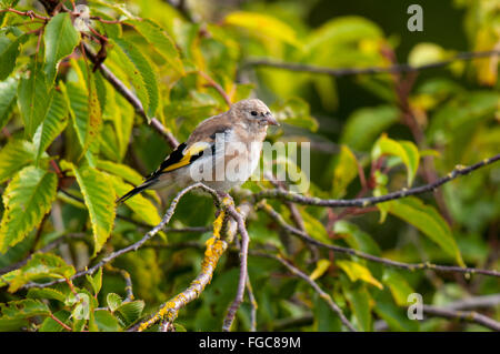 Chardonneret (Carduelis carduelis) juvenile perchés dans un cerisier d'ornement dans un jardin de Sowerby, Yorkshire du Nord. Septembre Banque D'Images