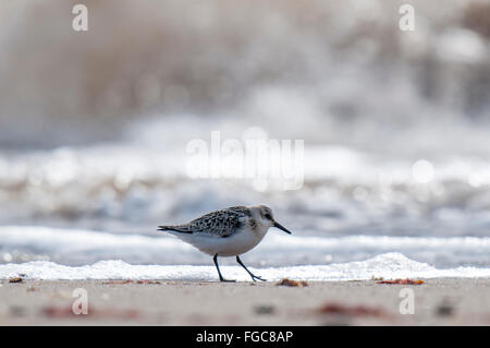 Bécasseau sanderling (Calidris alba) des profils de marcher le long de la plage juste en face de la surf line à rejeter Point, East Yorkshire. Septembe Banque D'Images