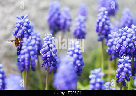 Abeille dans un jardin de fleurs Muscaris bleus Banque D'Images