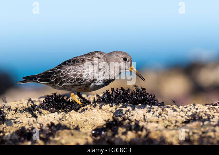 Bécasseau violet (Calidris maritima) nourriture adultes sur les rochers de Filey Brigg dans Yorkshire du Nord. Septembre. Banque D'Images