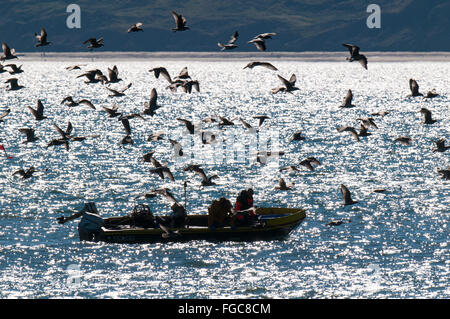 Un troupeau de jeunes goélands argentés (Larus argentatus) mobbing un bateau de pêche dans la baie de St Francis Bay, North Yorkshire. Septembre. Banque D'Images