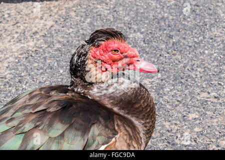 Un canard de Barbarie mâles, Cairina moschata, originaire d'Amérique centrale et du Sud et le Mexique. Vu à Oklahoma City, Oklahoma, USA. Banque D'Images