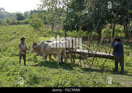 Bœufs tirant un chariot sur le ferme de Valle de los Ingenios (Vallée des moulins à sucre), Trinidad, Cuba Banque D'Images