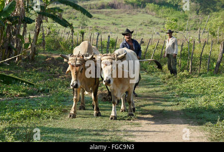 Farmer ploughing avec taureaux, Valle de los Ingenios (Vallée des moulins à sucre), Trinidad, Cuba Banque D'Images