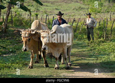 Farmer ploughing avec taureaux, Valle de los Ingenios (Vallée des moulins à sucre), Trinidad, Cuba Banque D'Images