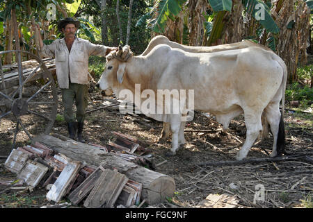 Agriculteur avec taureaux, Valle de los Ingenios (Vallée des moulins à sucre), Trinidad, Cuba Banque D'Images