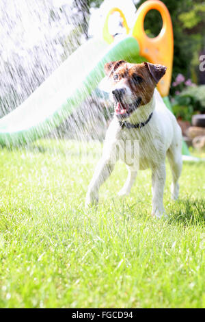 La race de chien Jack Russell Terrier sur l'herbe verte sur une journée ensoleillée . Jouer avec un chien. Chien dans le jardin Banque D'Images