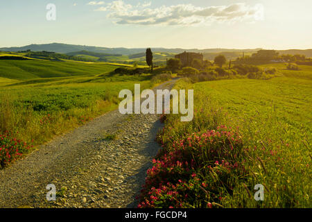 Paysage avec chemin de terre, près de Pienza, Val d&# 39;Orcia, Province de Sienne, Toscane, Italie Banque D'Images