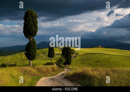 Paysage avec chemin de terre, près de Pienza, Val d&# 39;Orcia, Province de Sienne, Toscane, Italie Banque D'Images