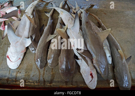 Requins fraîchement pêchés à la vente, le marché aux poissons à Sir Selwyn Selwyn-Clarke Market, Victoria, Mahe, Seychelles Banque D'Images