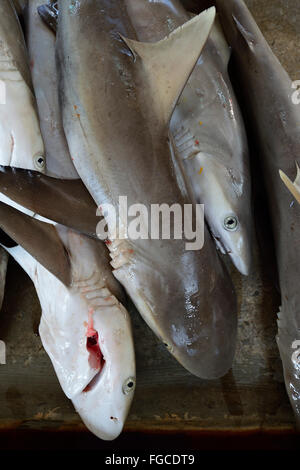 Requins fraîchement pêchés à la vente, le marché aux poissons à Sir Selwyn Selwyn-Clarke Market, Victoria, Mahe, Seychelles Banque D'Images