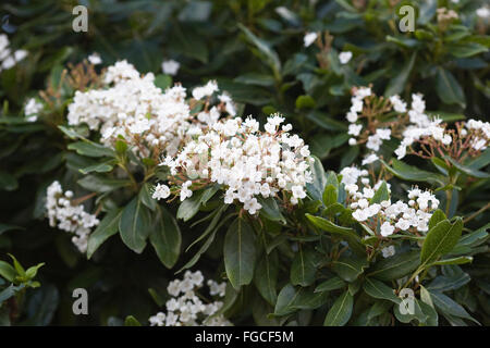 Viburnum tinus fleurs. Banque D'Images