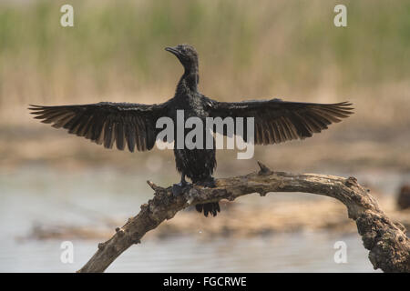 Cormoran pygmée (phalacrocorax pygmaeus), adultes, s'étendant en plumage nuptial, debout sur les ailes d'Hortobagy, N.P., Hongrie, Avril Banque D'Images