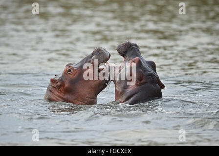 Hippopotame (Hippopotamus amphibius capensis) deux jeunes, playfighting dans l'eau, zone humide d'iSimangaliso Wetland de Sainte-Lucie (parc), KwaZulu-Natal, Afrique du Sud, Novembre Banque D'Images