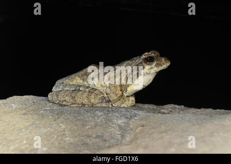 Mousse sud-nest (Chiromantis xerampelina Treefrog) adulte, assis sur la roche, N.P., Kafue en Zambie, Novembre Banque D'Images