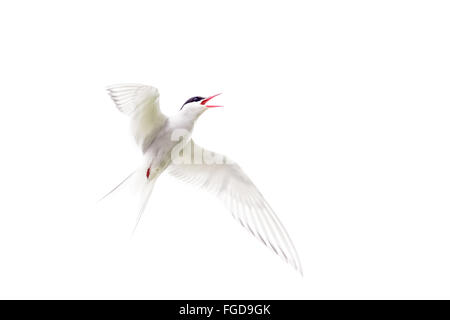 Sterne arctique (Sterna paradisaea), adultes en plumage nuptial, vol, appelant, Shetland, Ecosse, juillet Banque D'Images