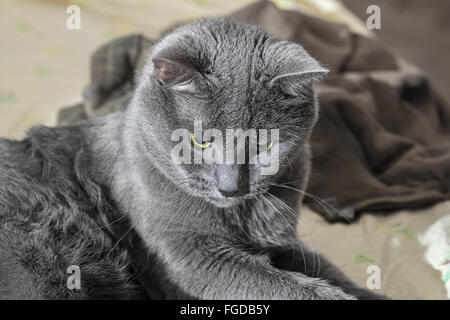 Beau gros chat gris adultes axée sur le lit Banque D'Images