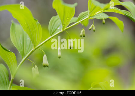 Le sceau de Salomon commun (Polygonatum multiflorum) floraison, de plus en plus de forêts, Kent, Angleterre, Mai Banque D'Images