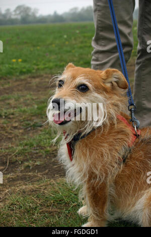 Mignon chien sur le plomb Banque D'Images