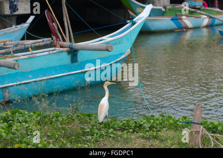 Llittle egret (Egretta garzetta) assis à côté de catamaran Bateau de pêche traditionnelle du Sri Lanka, Kandy, Sri Lanka (Ceylan isla Banque D'Images