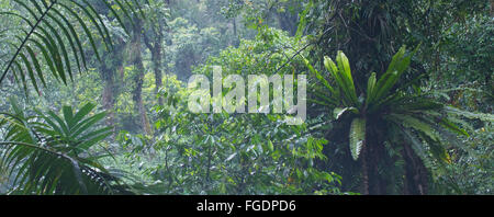 Bird's Nest fougères dans la forêt tropicale de montagne cool, le parc national de Gunung Halimun, Java, Indonésie Banque D'Images