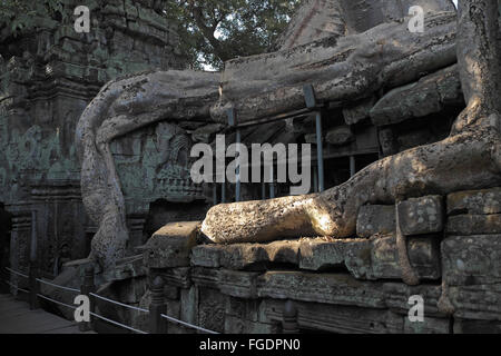 Arbre qui pousse sur les ruines de Ta Phrom, Angkor Thom, près de Siem Reap, Cambodge, Asie. Banque D'Images