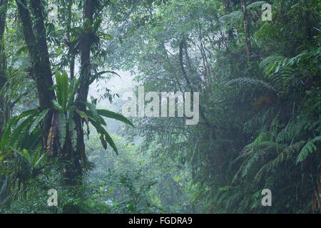 Bird's Nest fougères dans la forêt tropicale de montagne cool, le parc national de Gunung Halimun, Java, Indonésie Banque D'Images