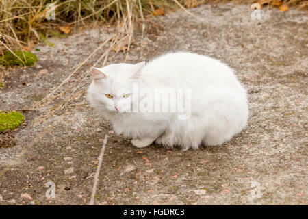 Sans-abri blanc cat le sentier dans l'herbe d'automne Banque D'Images