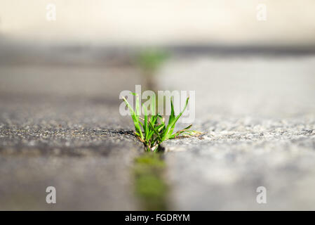 De l'herbe sur la macro fissures, whit boken Banque D'Images