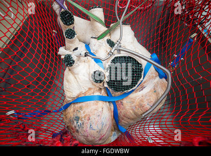 Lindow, Allemagne. Feb 19, 2016. Le cœur d'une baleine bleue est vu dans un filet de la Bahnhofstraße Plastinate GmbH à Lindow, Allemagne, 19 février 2016. Les employés de l'Plastinate GmbH Bahnhofstraße commença la plastination du cœur d'une baleine bleue, le plus gros mammifère de la planète. L'entreprise affirme qu'ils sont les seuls dans le monde d'entreprendre un projet de cette nature, plastination. Photo : Patrick Pleul/dpa/Alamy Live News Banque D'Images