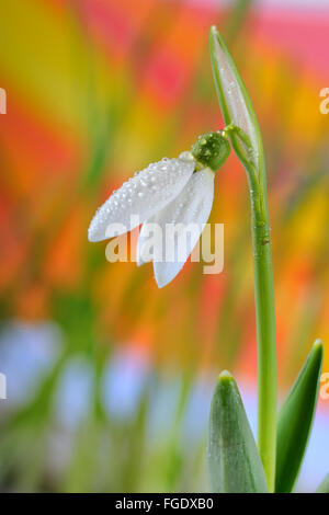 Perce-neige et les gouttes d'eau dans jardin Banque D'Images