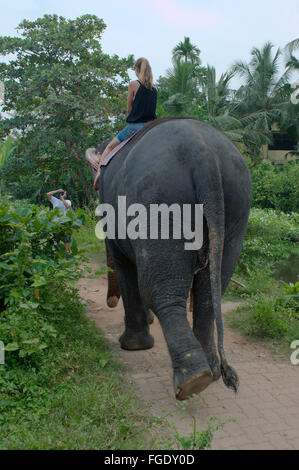 3 mars 2016 - Femme se déplace sur un éléphant indien, ou de l'éléphant d'Asie l'éléphant d'Asie (Elephas maximus), Hikkaduwa, au Sri Lanka, en Asie du Sud (crédit Image : © Andrey Nekrasov/ZUMA/ZUMAPRESS.com) fil Banque D'Images