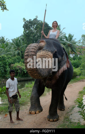 3 mars 2016 - Femme se déplace sur un éléphant indien, ou de l'éléphant d'Asie l'éléphant d'Asie (Elephas maximus), Hikkaduwa, au Sri Lanka, en Asie du Sud (crédit Image : © Andrey Nekrasov/ZUMA/ZUMAPRESS.com) fil Banque D'Images