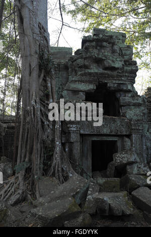 Arbre qui pousse sur les ruines de Ta Phrom, Angkor Thom, près de Siem Reap, Cambodge, Asie. Banque D'Images