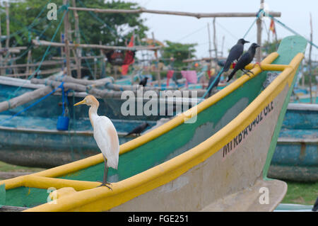 1 mars 2016 - l'aigrette garzette (Egretta garzetta) assis sur un catamaran traditionnel bateau de pêche Sri Lanka, Hikkaduwa, Sri Lanka (Ceylan), l'Asie du Sud de l'île © Andrey Nekrasov/ZUMA/ZUMAPRESS.com/Alamy fil Live News Banque D'Images