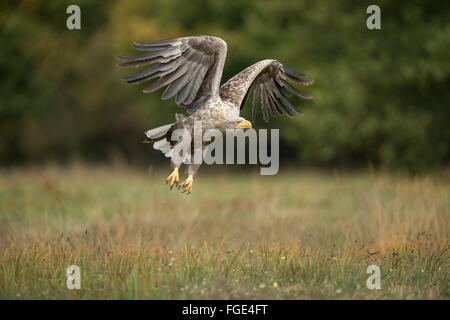 Aigle à queue blanche / aigle de mer / Seeadler ( Haliaeetus albicilla ) décolle d'une prairie en automne, adulte puissant, faune, Europe. Banque D'Images
