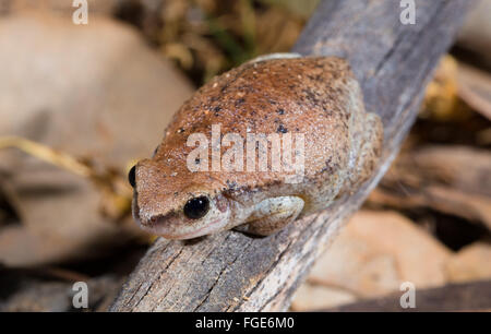 Desert Tree frog (Litoria rubella), Queensland, Australie Banque D'Images