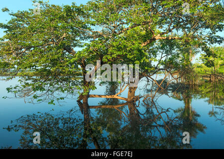 Forêt inondée, fleuve Amazone, Amazona, le Brésil de l'état Banque D'Images