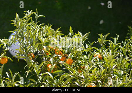 La mandarine en Itay (hiver) Banque D'Images