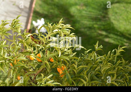 La mandarine en Itay (hiver) Banque D'Images